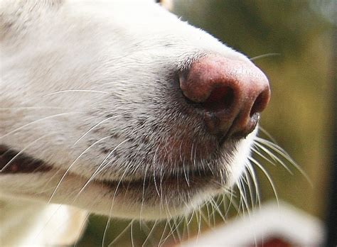 Den Fantastiska Nosen Dogs In Need
