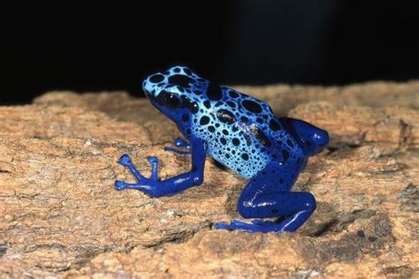 San Diego Zoo Blue Poison Dart Frog Very Tiny Poisonous Frog Native