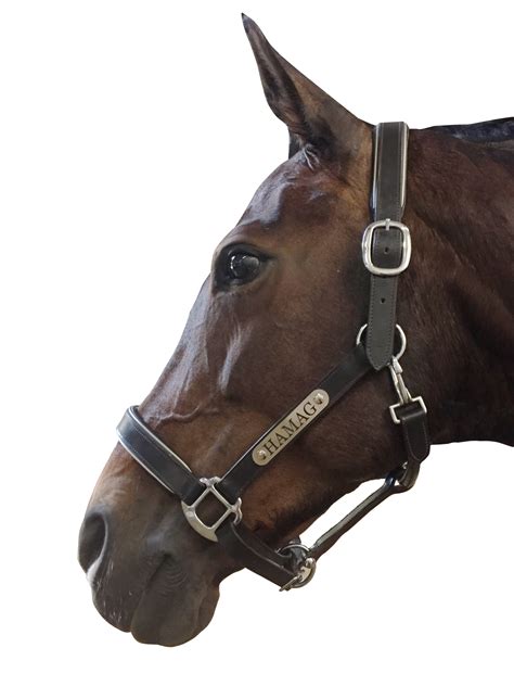 Leather Halter Silver Fittings With Engraved Horse Nameplate