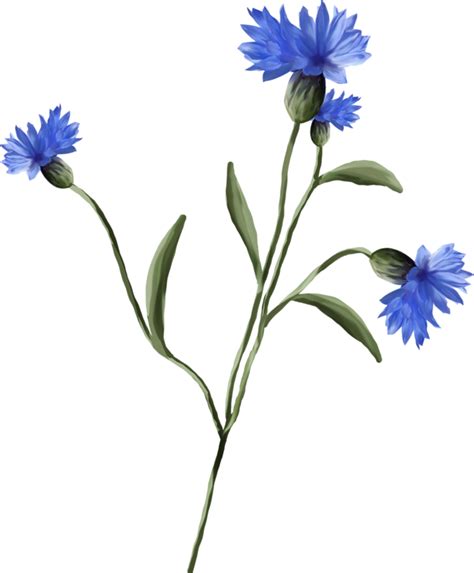 You can use this images on your website with proper attribution. tubes fleurs bleuets