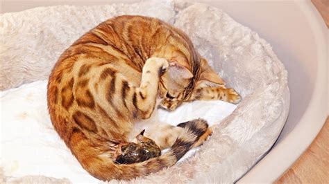 Pregnant Bengal Cat Dreamcatcher Giving Birth To 1 Kitten Youtube