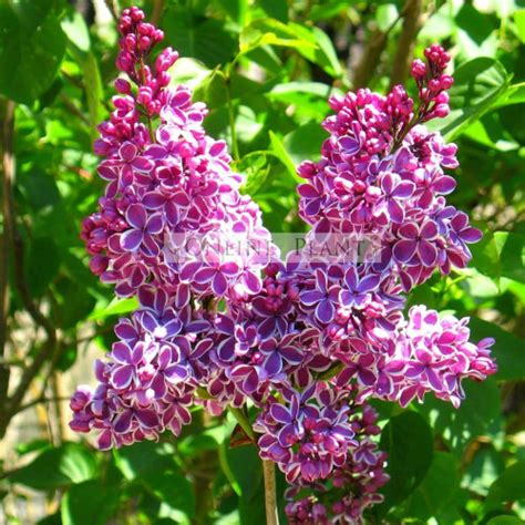 Buy Syringa Vulgaris Sensation Lilac Online Plants Melbourne