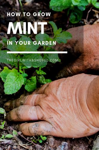3 Keys To Outdoor Mint Plant Care The Girl With A Shovel