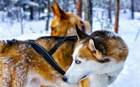 Husky Dogs In Sleigh In Finnish Lapland Reflex Stock Image Image Of