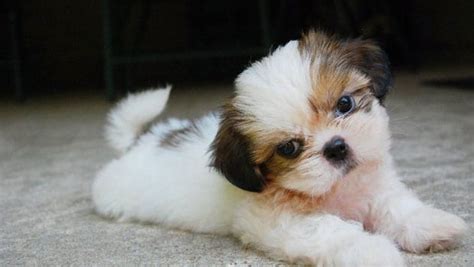 23 Shih Tzu Puppies Black And Brown L2sanpiero