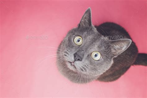 Grey Cat Sitting On The Pink Background Stock Photo By Garloon Photodune