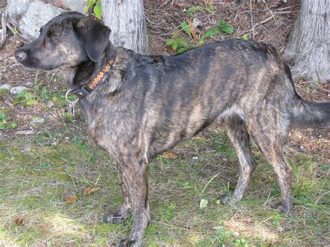 Treeing Tennessee Brindle Dog Breed And Info Pics And More