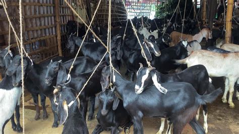 Premium Stock Video Black Bengal Goats For Sale In Bangladesh Animal