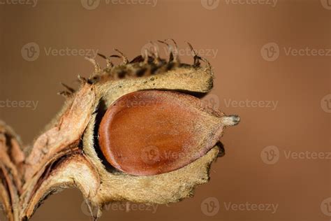 Close Up Of The Seeds Of A Beech Tree Which Is Protectively Embedded