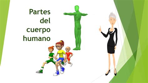 Partes Del Cuerpo Humano Youtube