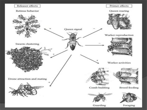 Honey Bee Pheromones