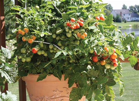 Comment Cultiver Des Tomates En Contenant Scotts Fafard
