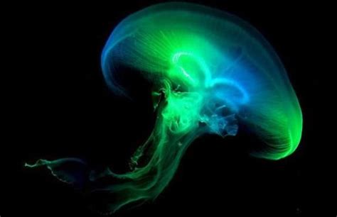 We did not find results for: neon green stuff | neon # jellyfish # cool # bright ...