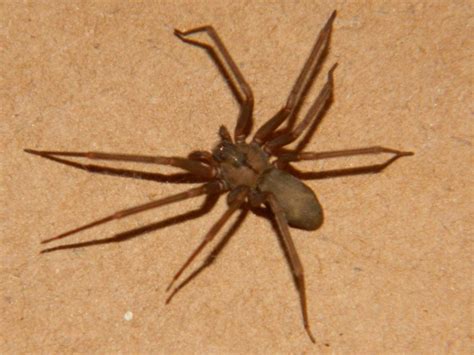 Photos Hope This Helps Brown Recluse Spider Spider Brown Recluse