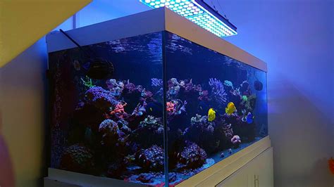 Uk Clients Reviewing Atlantik V4 Reef Aquarium Led Lighting Reef
