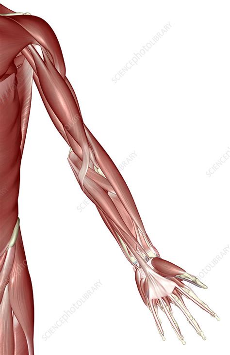 The Muscles Of The Upper Limb Stock Image F0014014