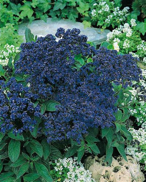 Check spelling or type a new query. Heliotrope Seeds | Annual Flowers | Swallowtail Garden Seeds