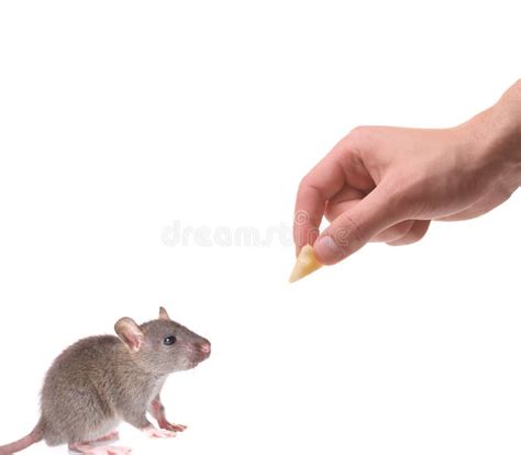 Mouse Being Lured With A Piece Of Cheese Stock Photo Image Of Gray