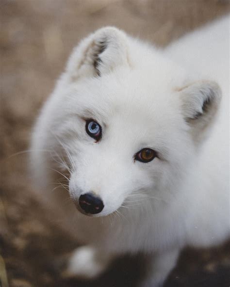A Beautiful Arctic Fox With Heterochromia Pet Fox Animals Beautiful