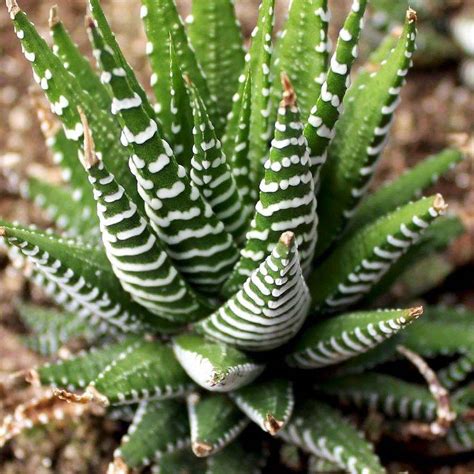 There are a few different ways to propagate succulents. Succulent Types - Succulent of the Month Club Subscription
