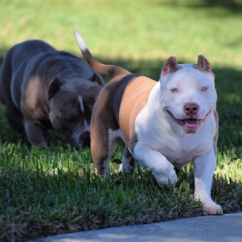 The top pocket bully studs, pups for sale & upcoming breedings. AMERICAN POCKET BULLY BREEDING. PHENOTYPE & GENOTYPE IN ...