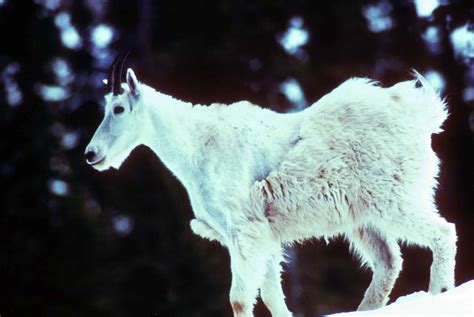 Free Picture Mountain Goat Young Animal