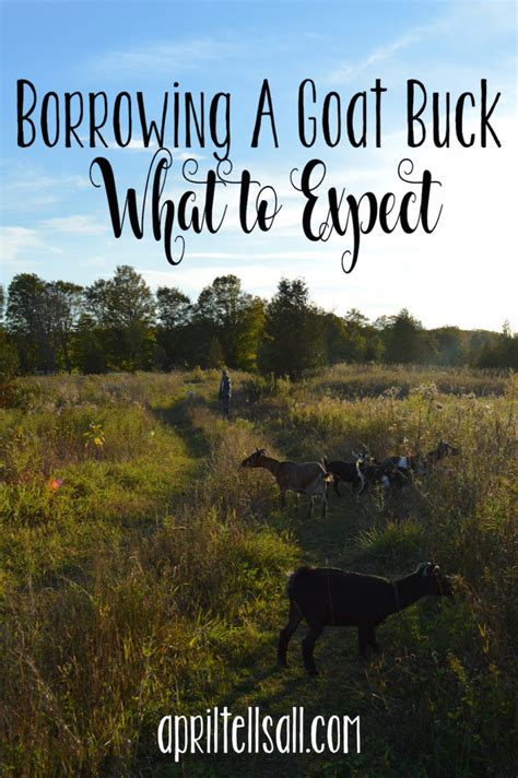 Borrowing A Goat Buck What To Expect