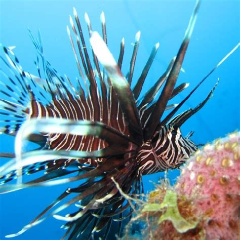 The Lionfish A Top Predator In Many Coral Reef Environments Mja