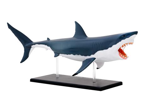 great white shark anatomy model science and nature