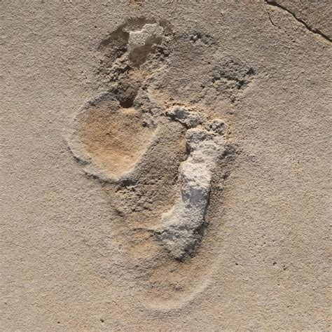 Fossil Footprints Challenge Established Theories Of Human Evolution
