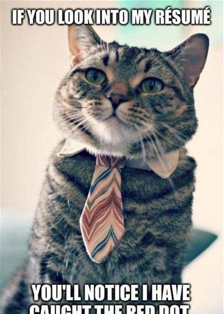 23 Funny Work Cat Memes College Cat Is Looking For A Job Funny Animal