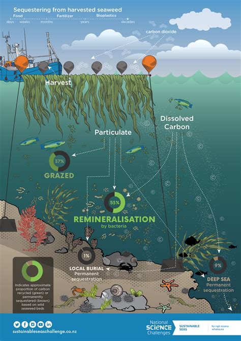 Carbon Cycle Within A Seaweed Farm Sustainable Seas National Science