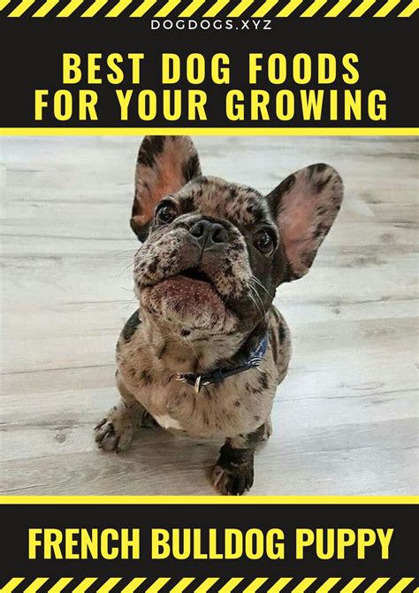 6 special considerations for french bulldogs. Best Dog Foods for Your Growing Puppy (With images) | Best ...
