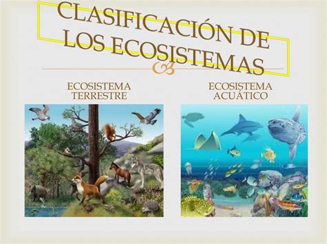 Ecosistema Clasificacion De Ecosistemas Images