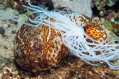 Sea cucumber, which has another name stichopus japonicus selenka, sea slug, and tripang, is one of the echinoderms that has leathery skin and an elongated skin. Sea Cucumbers: Characteristics, reproduction, habitats and ...