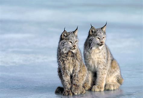 The eurasian lynx and iberian lynx are their eurasian counterparts. The Canada Lynx - kimcampion.com