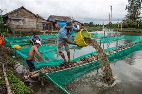 The Environmental Hazards Of Intensive Shrimp Farming On The Mekong