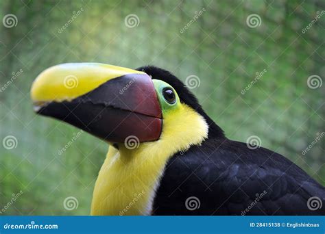 Costa Rican Toucan Stock Photo Image Of Central Nicaragua 28415138