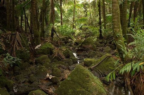 Un Bosque Pasado Por Agua En Puerto Rico El Yunque 101 Lugares Increíbles Puerto Rico El