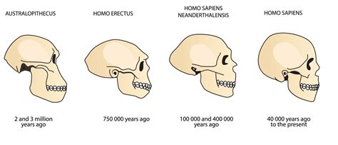 We did not find results for: Human Evolution: History, Timeline, and Future Predictions ...