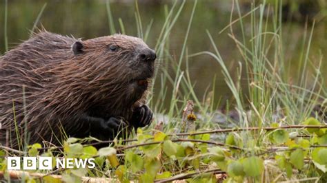 opinions sought over beaver reintroduction in wales bbc news