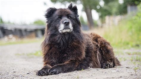 Russian Bear Dog Puppy For Sale Kharita Blog