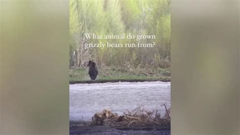 Protective Mother Chases Off A Grizzly Bear In Yellowstone Latest