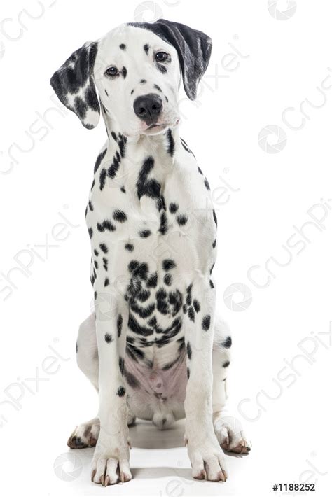 Sitting Dalmatian Dog Isolated On A White Background Stock Photo
