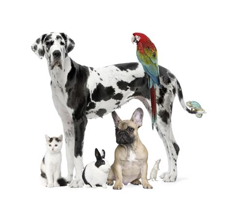 Feathers, Fins, Fur & Fun: February 2013