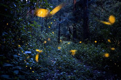 Firefly Twinkles Are A Sweet Reminder That They Taste Like Trash Study