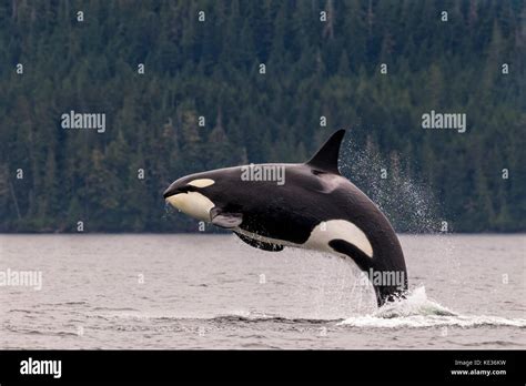 Female Killer Whale Breaching In Johnstone Strait Off Vancouver Island