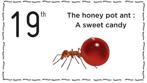The Sweet Honey Pot Ant Livin Farms Advent Calendar Youtube