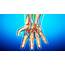 Anatomy Of The Nerves In Hand  WOMS