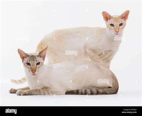 Chocolate Tabby Point Siamese Cats One Sitting And One Standing Stock